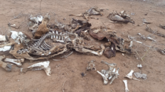 Decomposing carcasses of 40 cows belonging to Solomon that died recently.